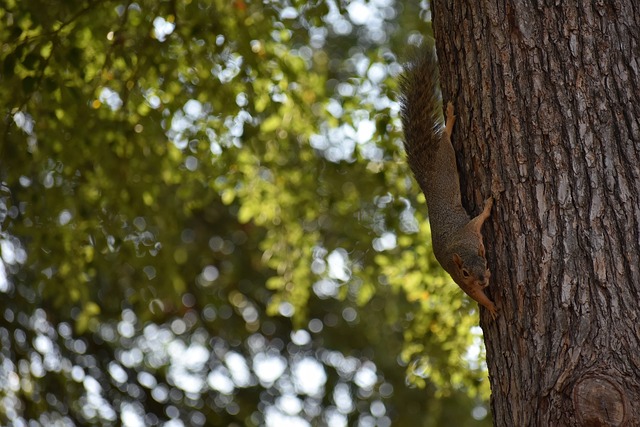 术适应的难 术适应的难