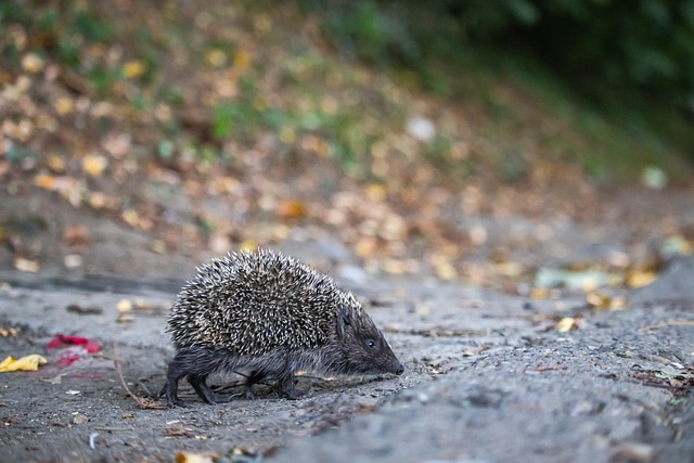 沙特足球正 沙特足球正